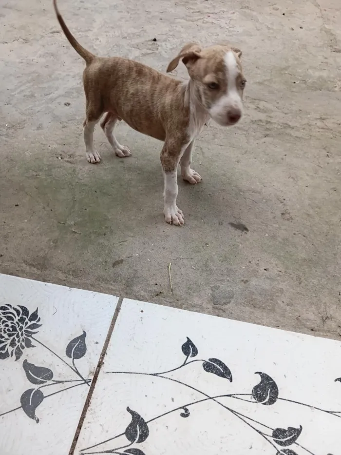 Cachorro raça SRD-ViraLata idade 2 a 6 meses nome sem nome