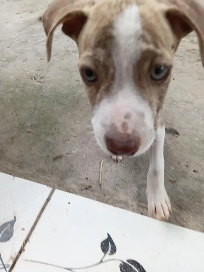 Cachorro raça SRD-ViraLata idade 2 a 6 meses nome sem nome