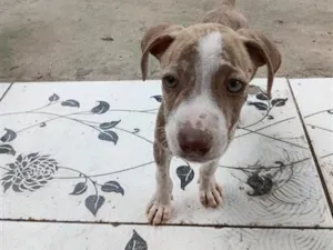 Cachorro raça SRD-ViraLata idade 2 a 6 meses nome sem nome