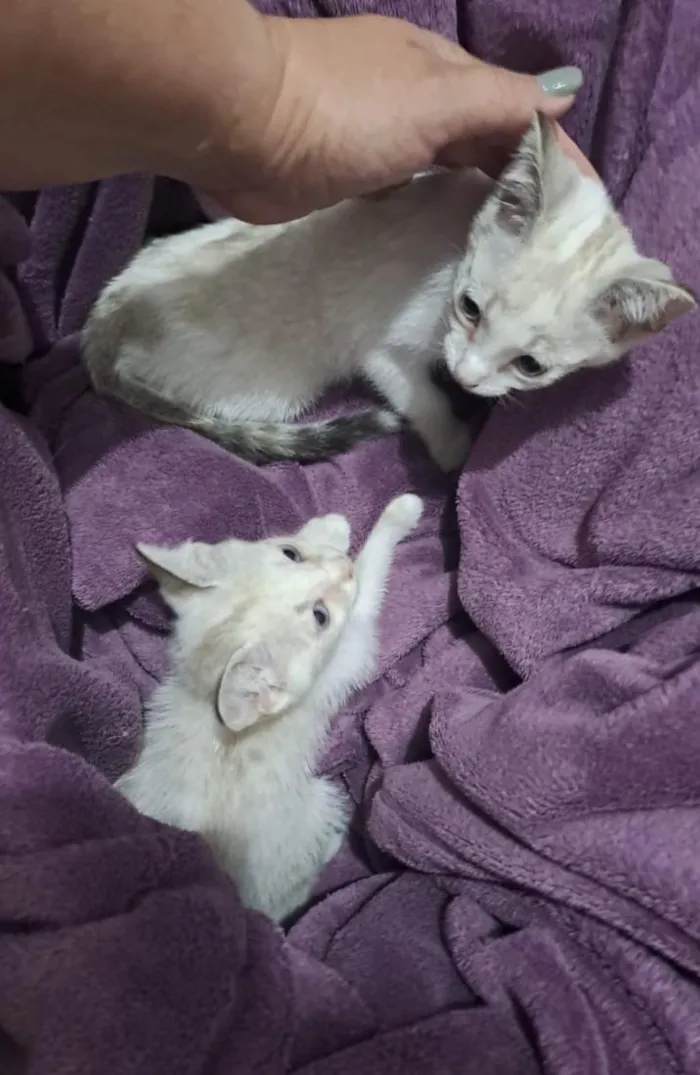 Gato raça SRD-ViraLata idade 2 a 6 meses nome Floquinho