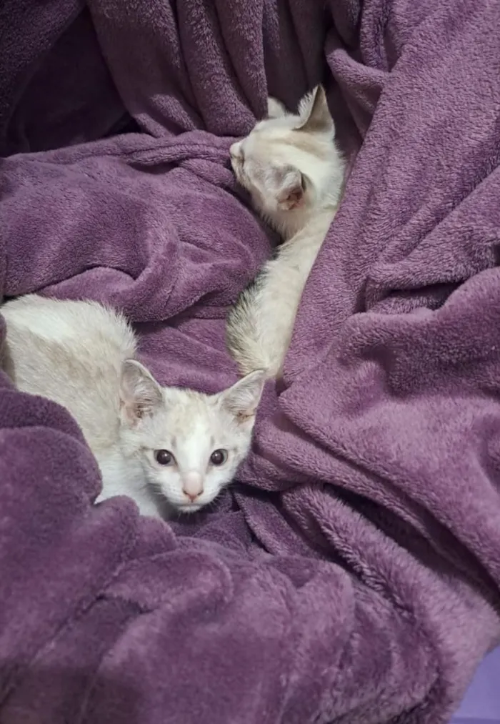 Gato raça SRD-ViraLata idade 2 a 6 meses nome Floquinho