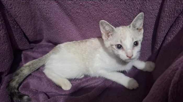 Gato raça SRD-ViraLata idade 2 a 6 meses nome Floquinho