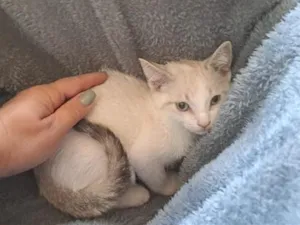 Gato raça SRD-ViraLata idade 2 a 6 meses nome Floquinho