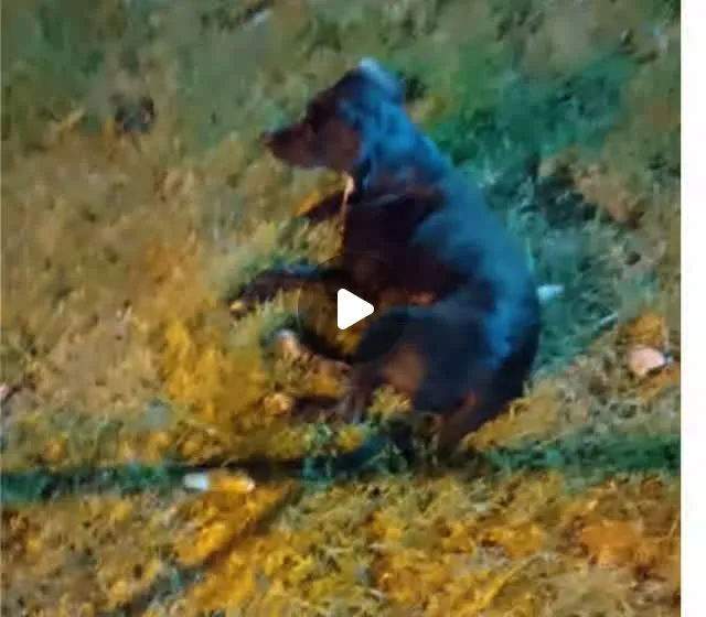 Cachorro raça SRD-ViraLata idade 1 ano nome Tombi