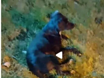 Cachorro raça SRD-ViraLata idade 1 ano nome Tombi