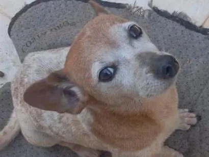 Cachorro raça SRD-ViraLata idade 6 ou mais anos nome mini