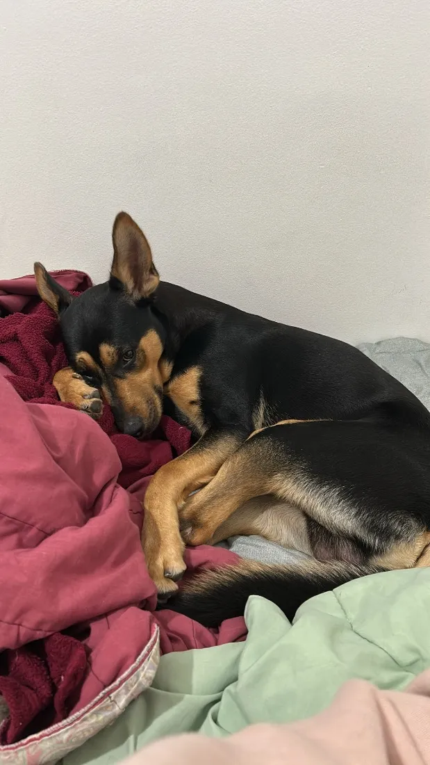 Cachorro raça SRD-ViraLata idade 1 ano nome Dexter