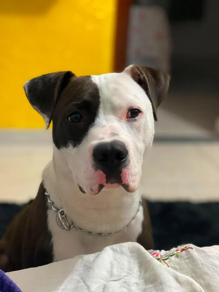 Cachorro raça SRD-ViraLata idade 5 anos nome Romeu