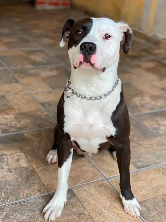 Cachorro raça SRD-ViraLata idade 5 anos nome Romeu