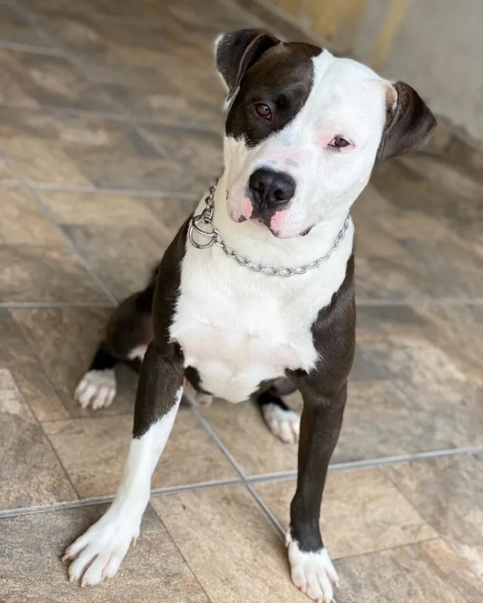 Cachorro raça SRD-ViraLata idade 5 anos nome Romeu