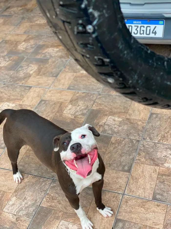 Cachorro raça SRD-ViraLata idade 5 anos nome Romeu