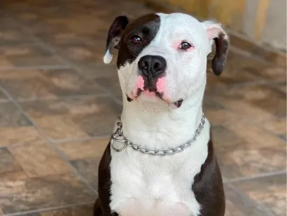 Cachorro raça SRD-ViraLata idade 5 anos nome Romeu