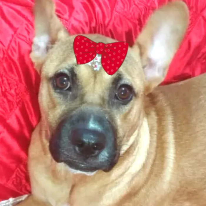 Cachorro raça SRD-ViraLata idade 2 anos nome Amora