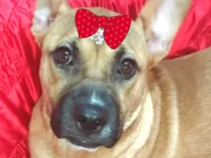 Cachorro raça SRD-ViraLata idade 2 anos nome Amora