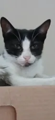 frajola jr