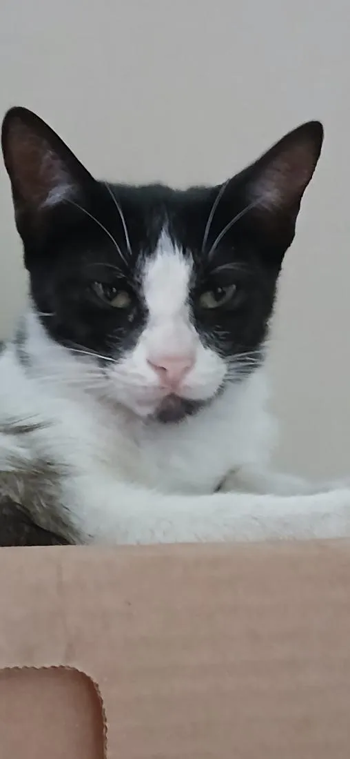 Gato raça SRD-ViraLata idade 7 a 11 meses nome frajola jr
