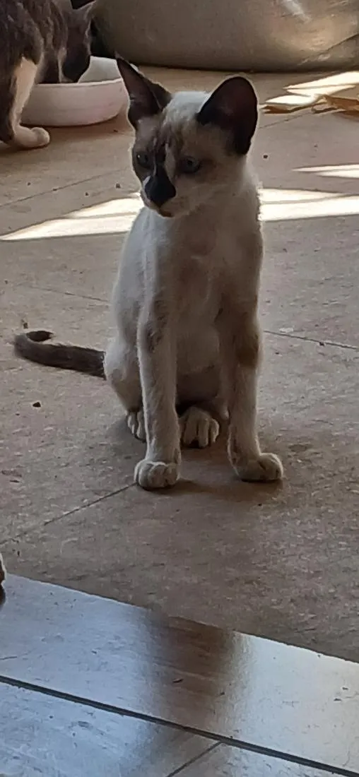 Gato raça Siamês idade 2 a 6 meses nome Siamês bege 