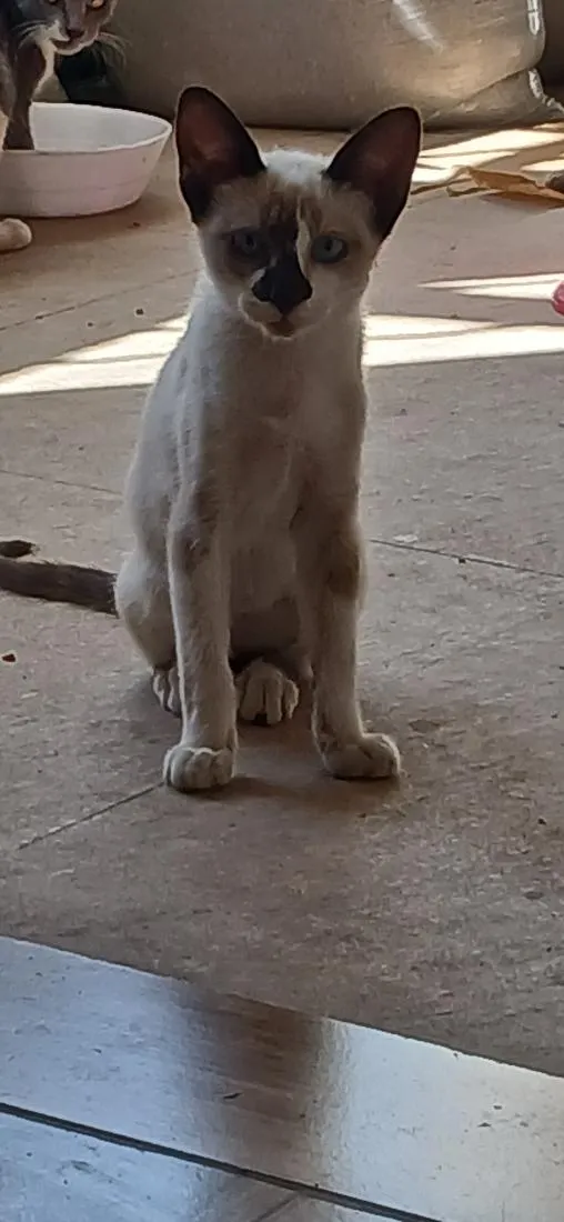 Gato raça Siamês idade 2 a 6 meses nome Siamês bege 
