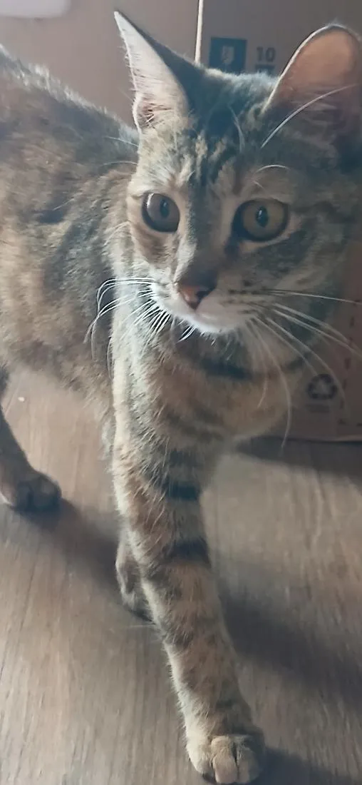 Gato raça SRD-ViraLata idade 2 a 6 meses nome tigrezinha 