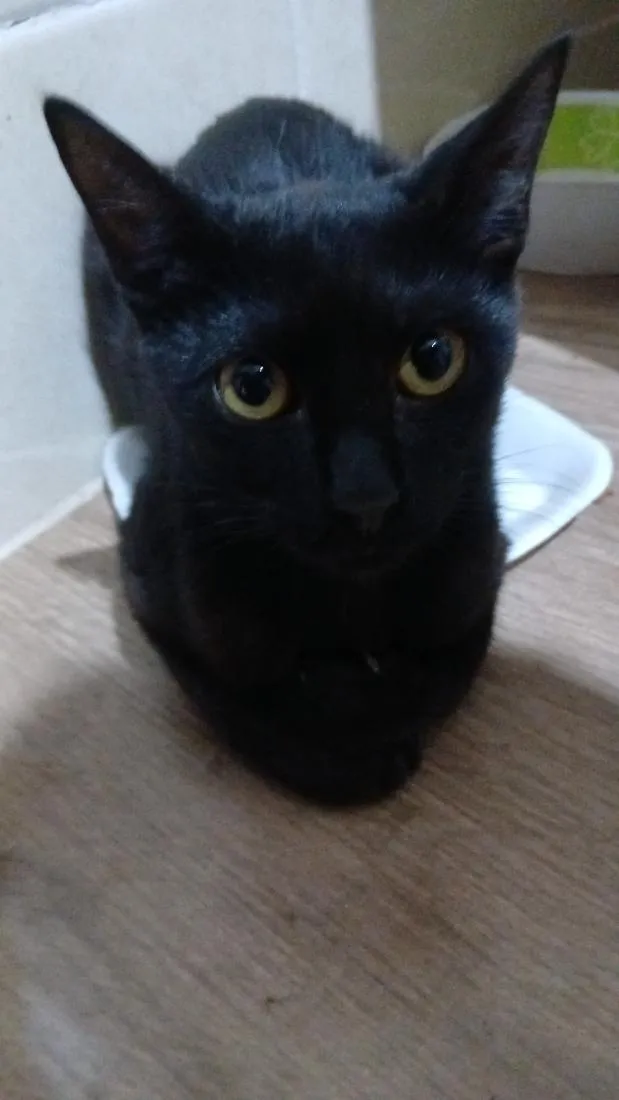 Gato raça SRD-ViraLata idade 7 a 11 meses nome Perninha 