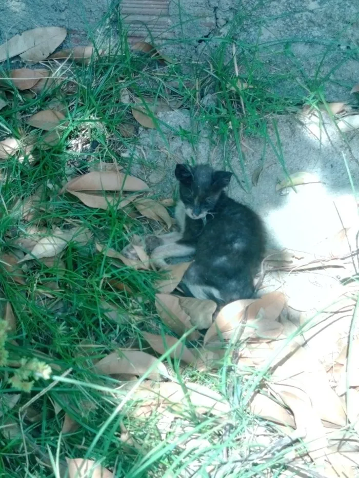 Gato raça SRD-ViraLata idade 2 a 6 meses nome Chico Chavier