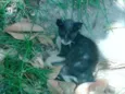 Chico Chavier
