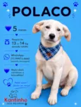 Polaco