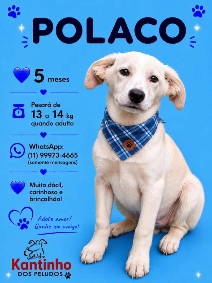 Cachorro raça SRD-ViraLata idade 2 a 6 meses nome Polaco