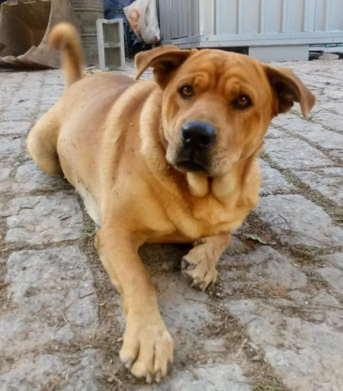 Cachorro raça SRD-ViraLata idade 6 ou mais anos nome Hulk