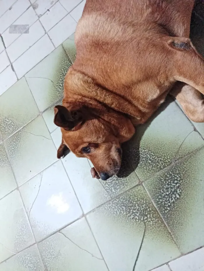 Cachorro raça SRD-ViraLata idade 6 ou mais anos nome Hulk