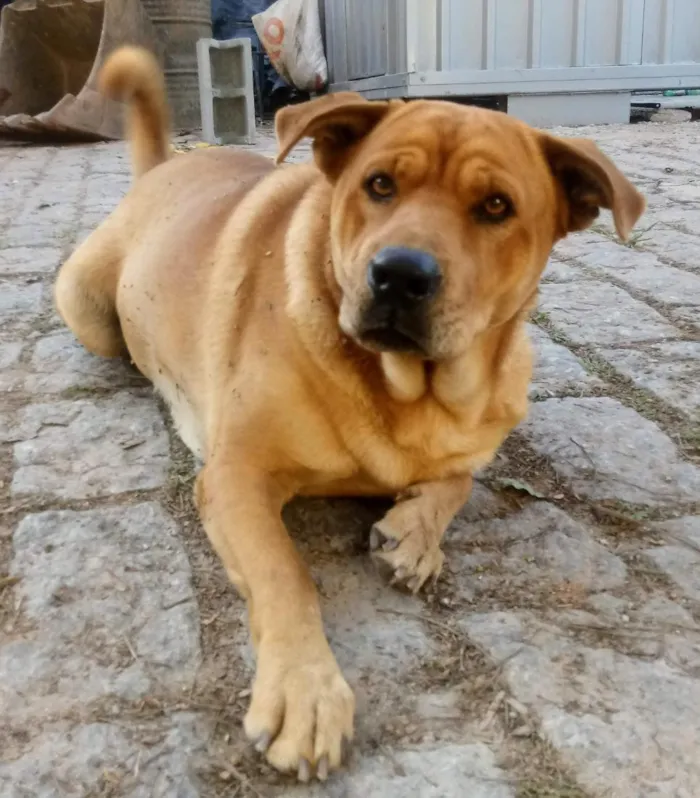 Cachorro raça SRD-ViraLata idade 6 ou mais anos nome Hulk
