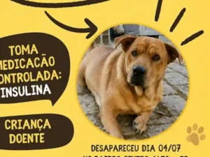 Cachorro raça SRD-ViraLata idade 6 ou mais anos nome Hulk