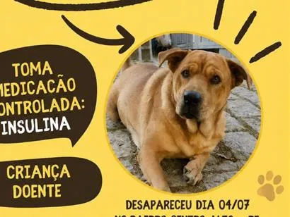 Cachorro raça SRD-ViraLata idade 6 ou mais anos nome Hulk