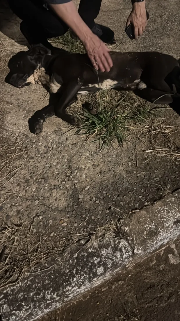 Cachorro raça SRD-ViraLata idade 2 anos nome Luke