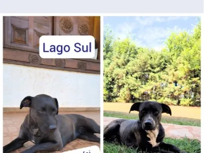 Cachorro raça SRD-ViraLata idade 2 anos nome Luke