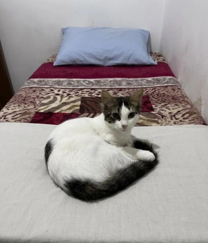 Gato raça SRD-ViraLata idade 2 a 6 meses nome Lola