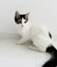 Lola