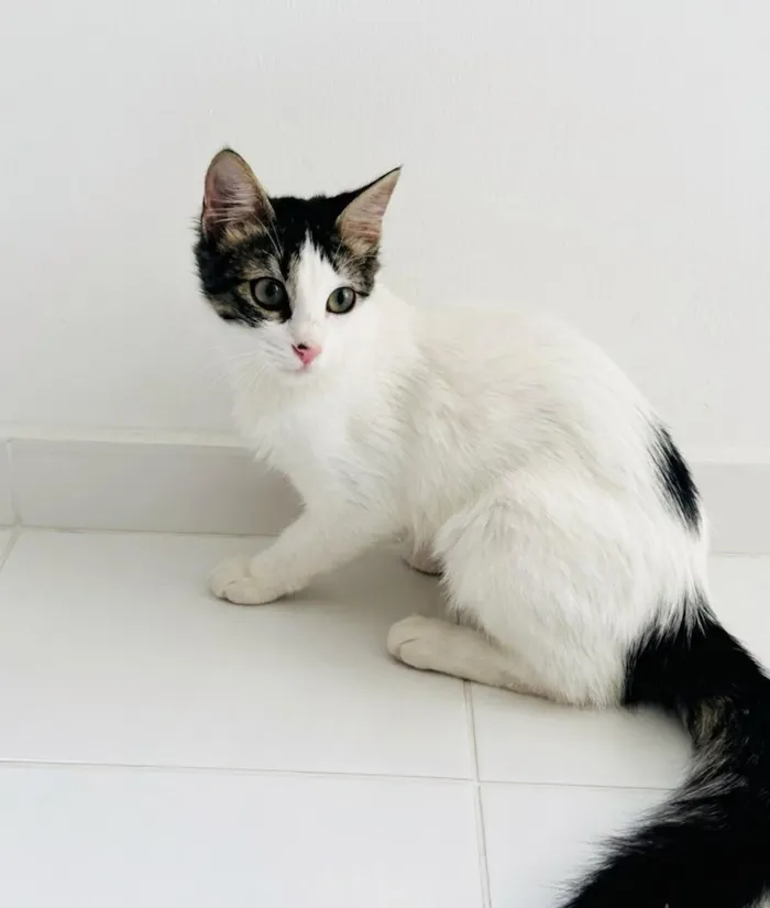 Gato raça SRD-ViraLata idade 2 a 6 meses nome Lola