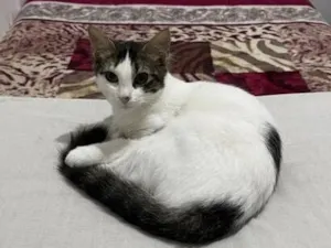 Gato raça SRD-ViraLata idade 2 a 6 meses nome Lola