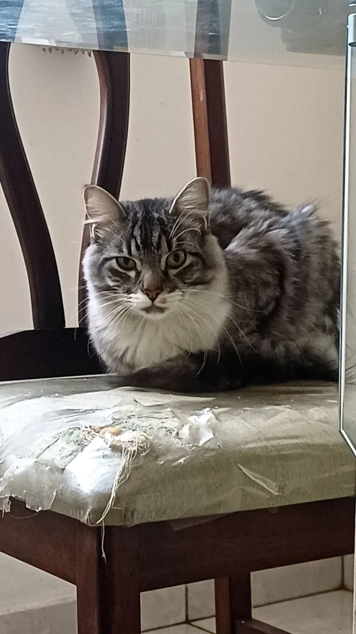 Gato raça SRD-ViraLata idade 2 a 6 meses nome Sem nome