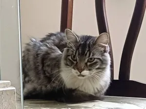 Gato raça SRD-ViraLata idade 2 a 6 meses nome Sem nome