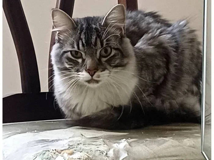 Gato raça SRD-ViraLata idade 2 a 6 meses nome Sem nome