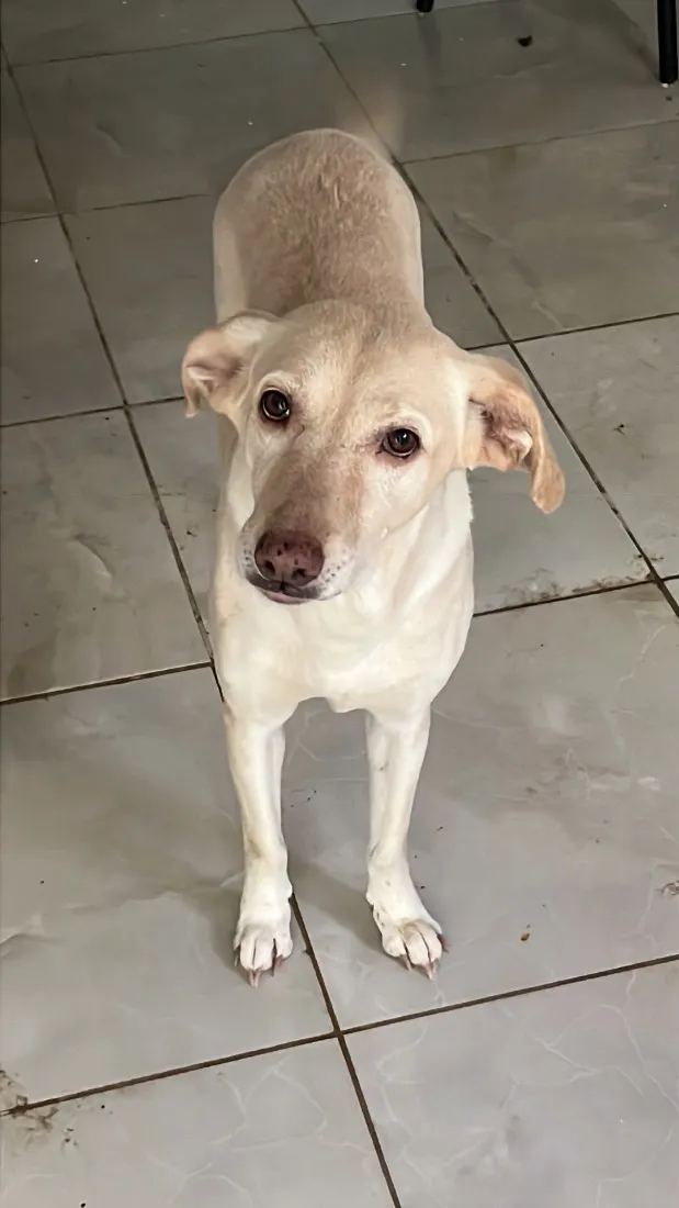 Cachorro raça SRD-ViraLata idade 6 ou mais anos nome Hera 