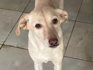 Cachorro raça SRD-ViraLata idade 6 ou mais anos nome Hera 