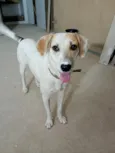 Snoopy 