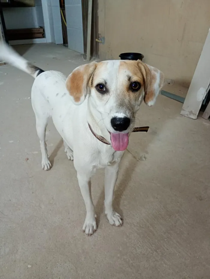 Cachorro raça SRD-ViraLata idade 1 ano nome Snoopy 