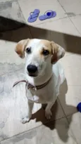 Snoopy 