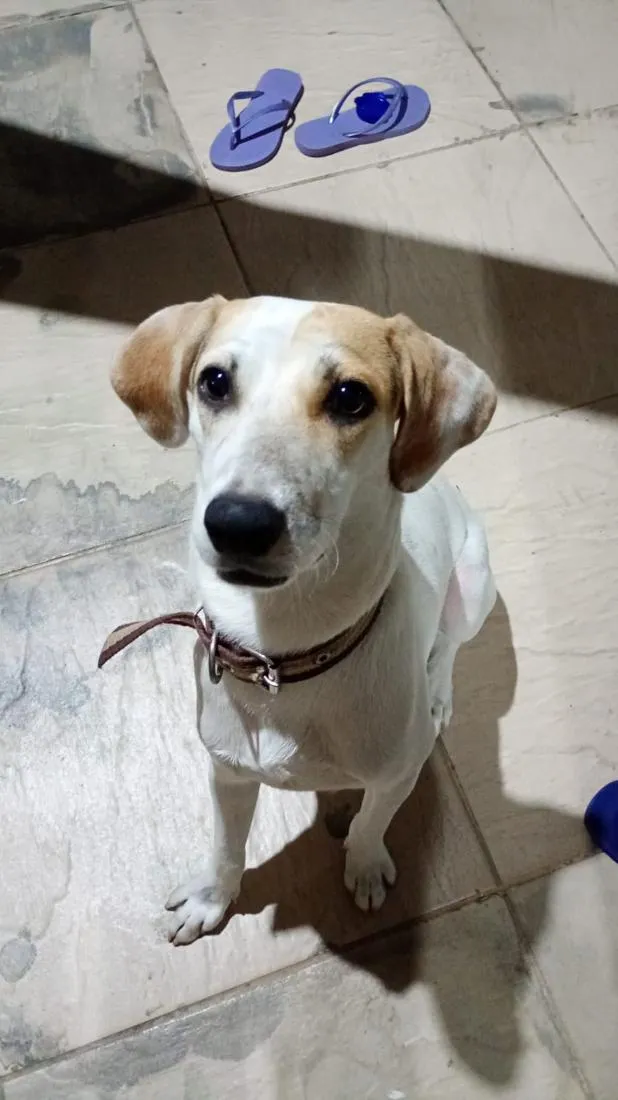 Cachorro raça SRD-ViraLata idade 1 ano nome Snoopy 