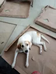 Snoopy 