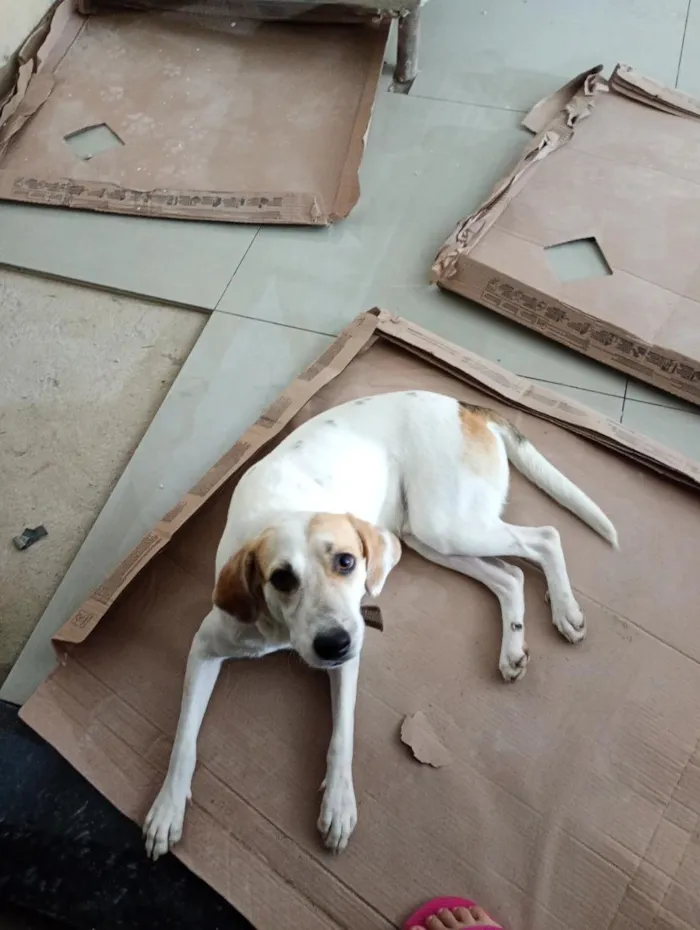 Cachorro raça SRD-ViraLata idade 1 ano nome Snoopy 